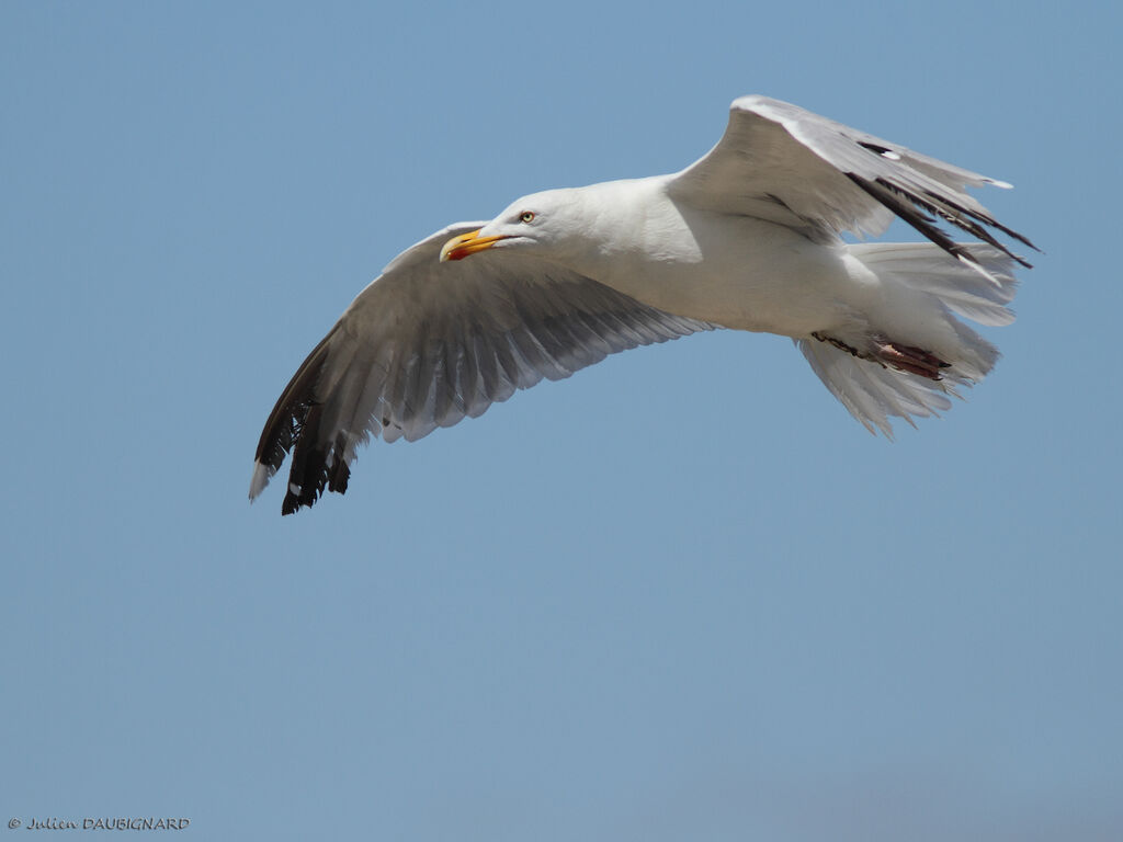 European Herring Gulladult, Flight