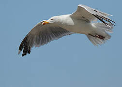 European Herring Gull