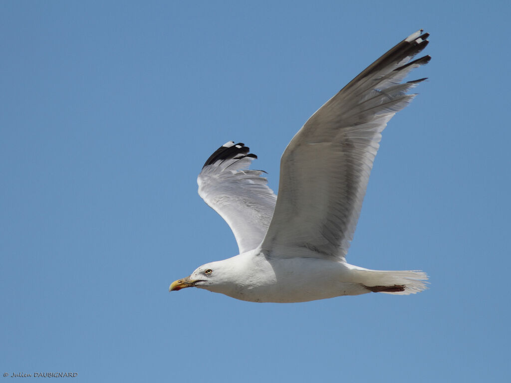 European Herring Gulladult, Flight