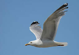 European Herring Gull