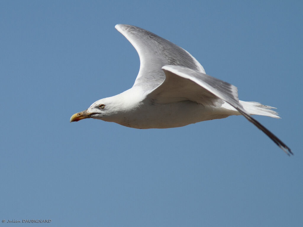 European Herring Gulladult, Flight