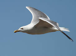 European Herring Gull