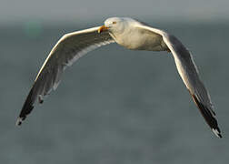 European Herring Gull