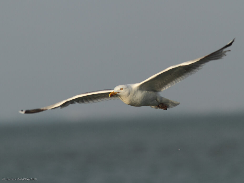 European Herring Gulladult, Flight