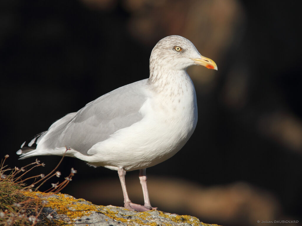 European Herring Gulladult post breeding, identification