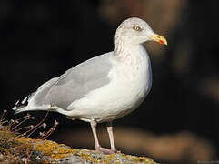 European Herring Gull