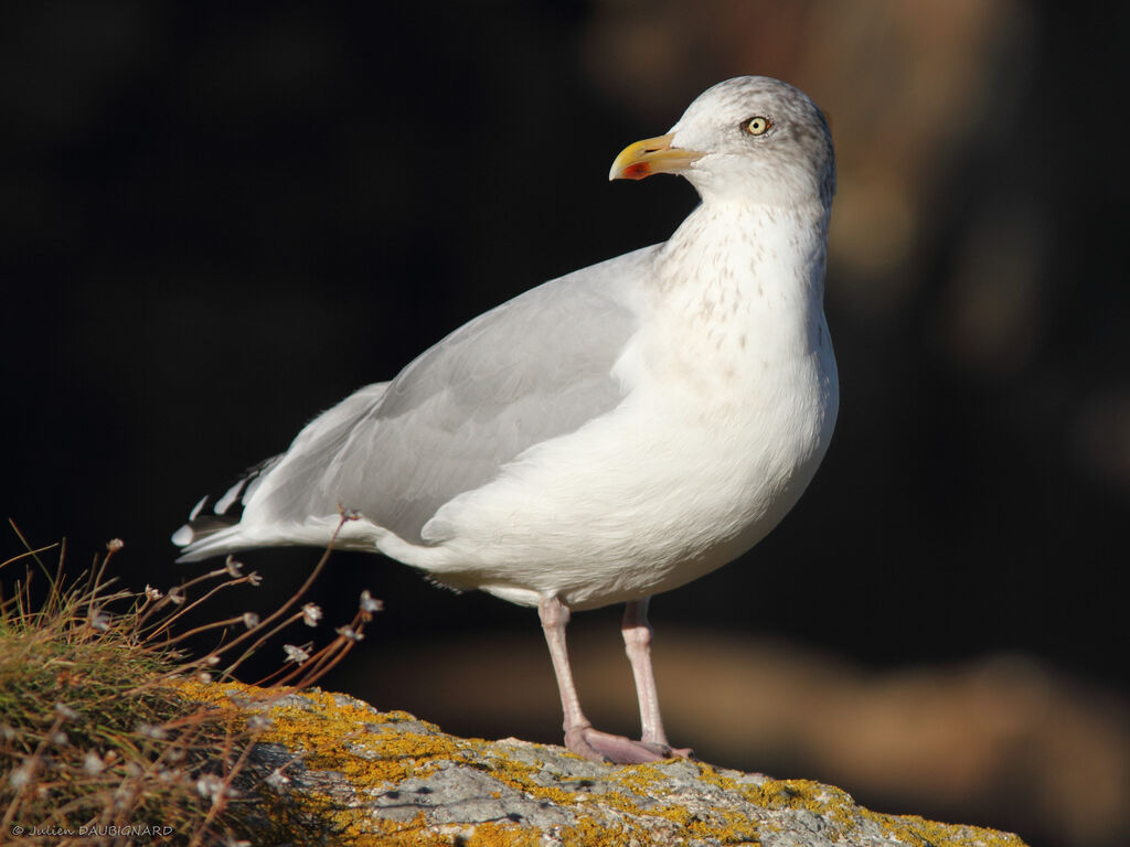 European Herring Gulladult post breeding, identification