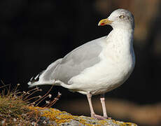 European Herring Gull