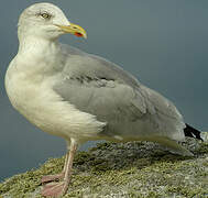 European Herring Gull