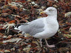 European Herring Gull