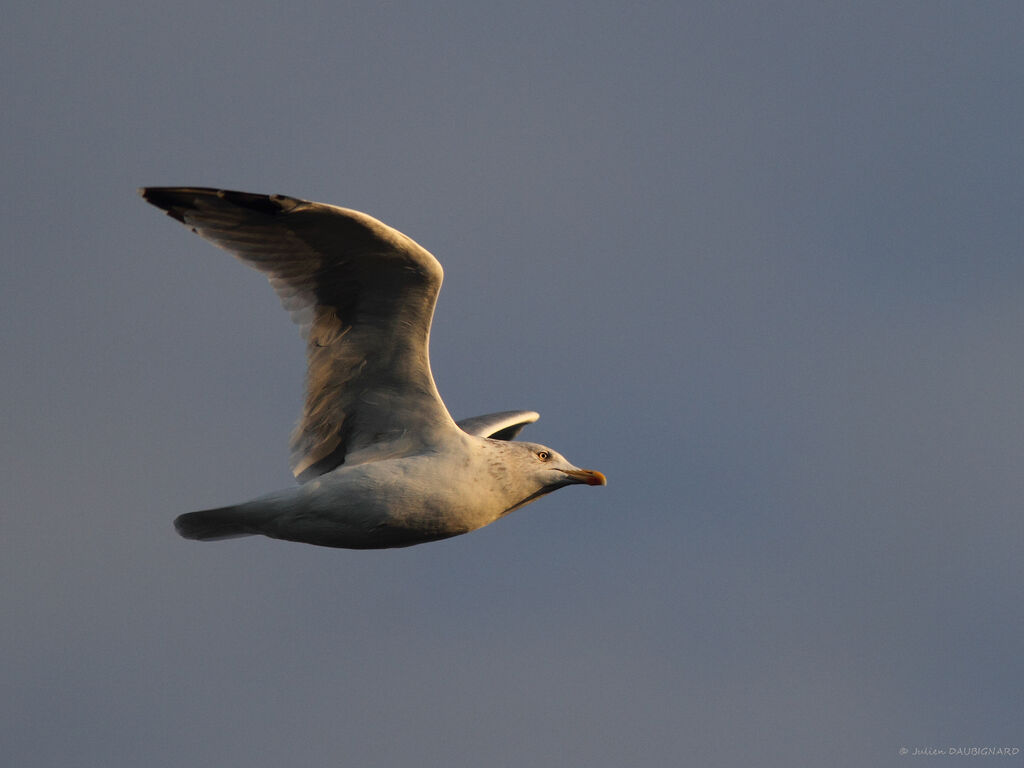 European Herring Gulladult, Flight