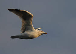 European Herring Gull