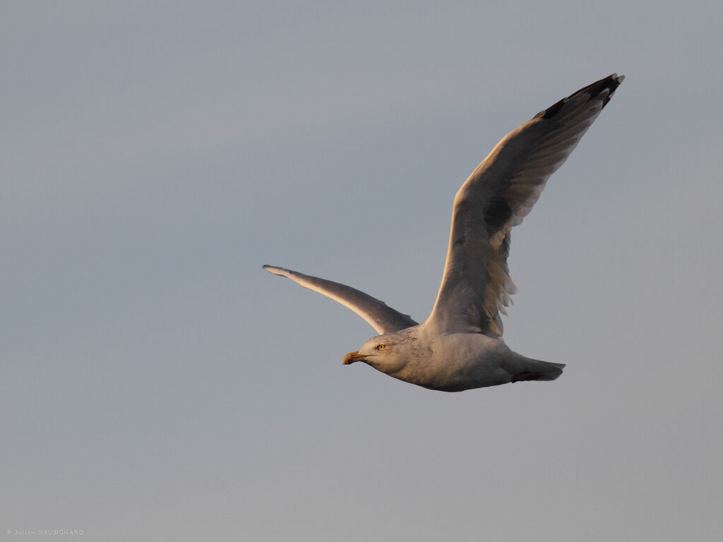 European Herring Gulladult, Flight