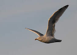 European Herring Gull