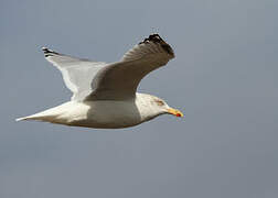 European Herring Gull