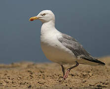 European Herring Gull