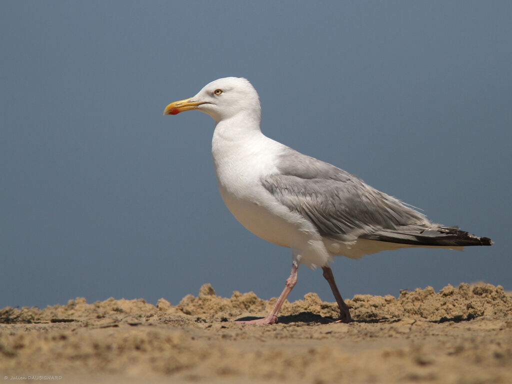 Goéland argentéadulte, identification