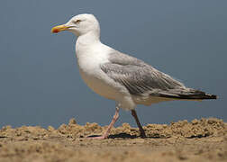 European Herring Gull