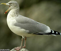 European Herring Gull