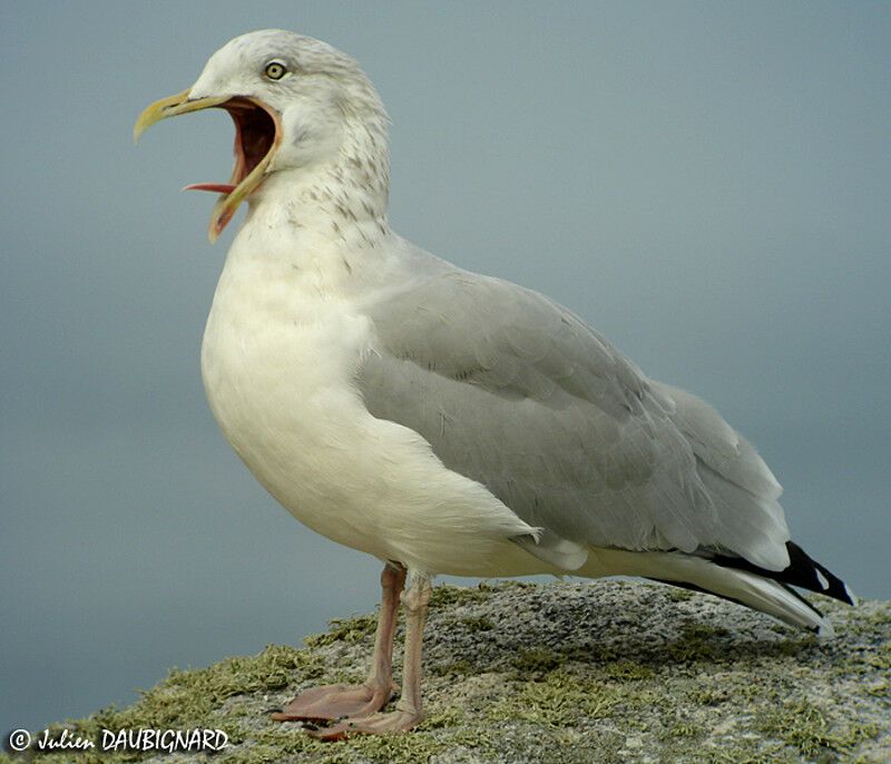 European Herring Gull