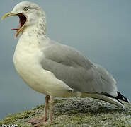 European Herring Gull