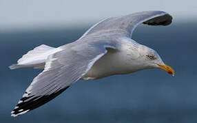 European Herring Gull