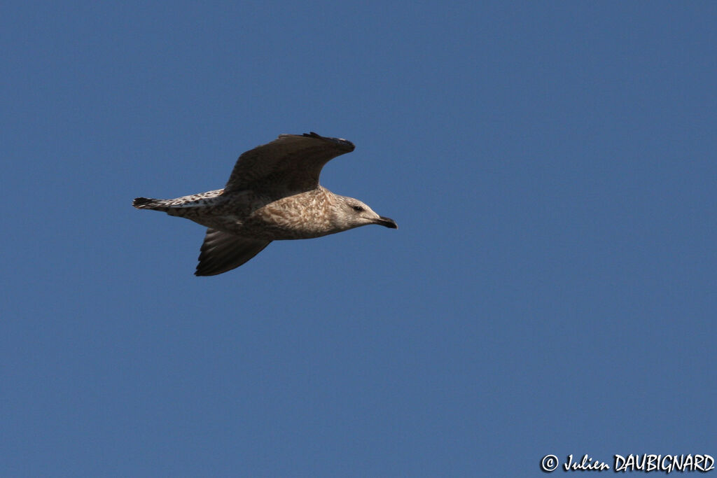 European Herring GullSecond year, Flight