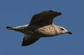 European Herring Gull