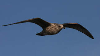 European Herring Gull