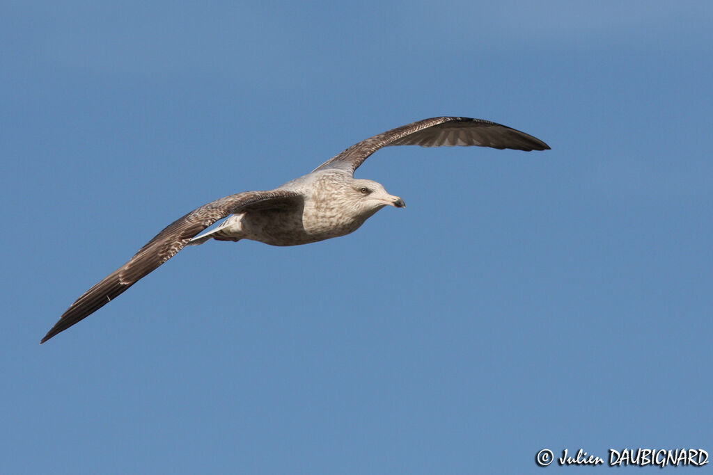 European Herring GullThird  year, Flight