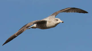 European Herring Gull