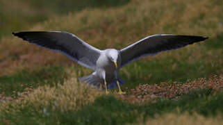 Lesser Black-backed Gull