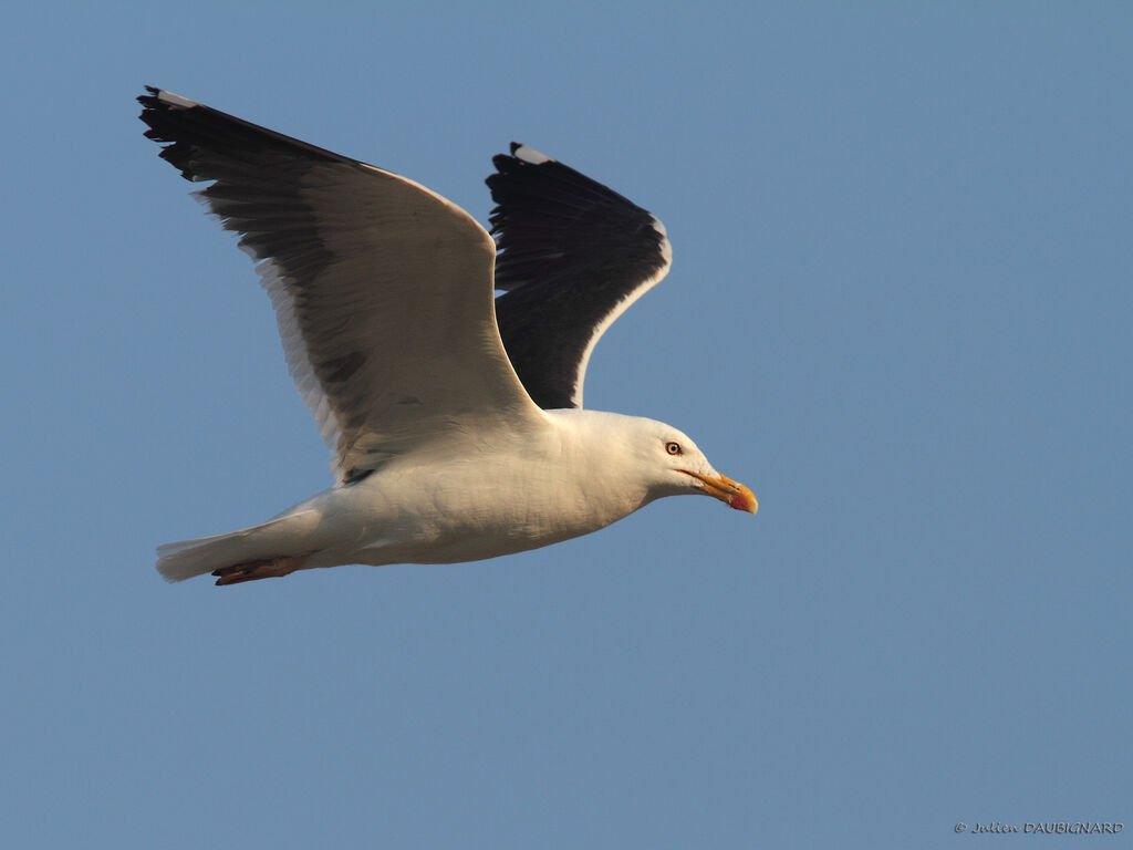 Lesser Black-backed Gulladult, Flight