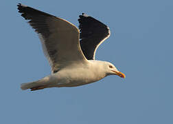 Lesser Black-backed Gull