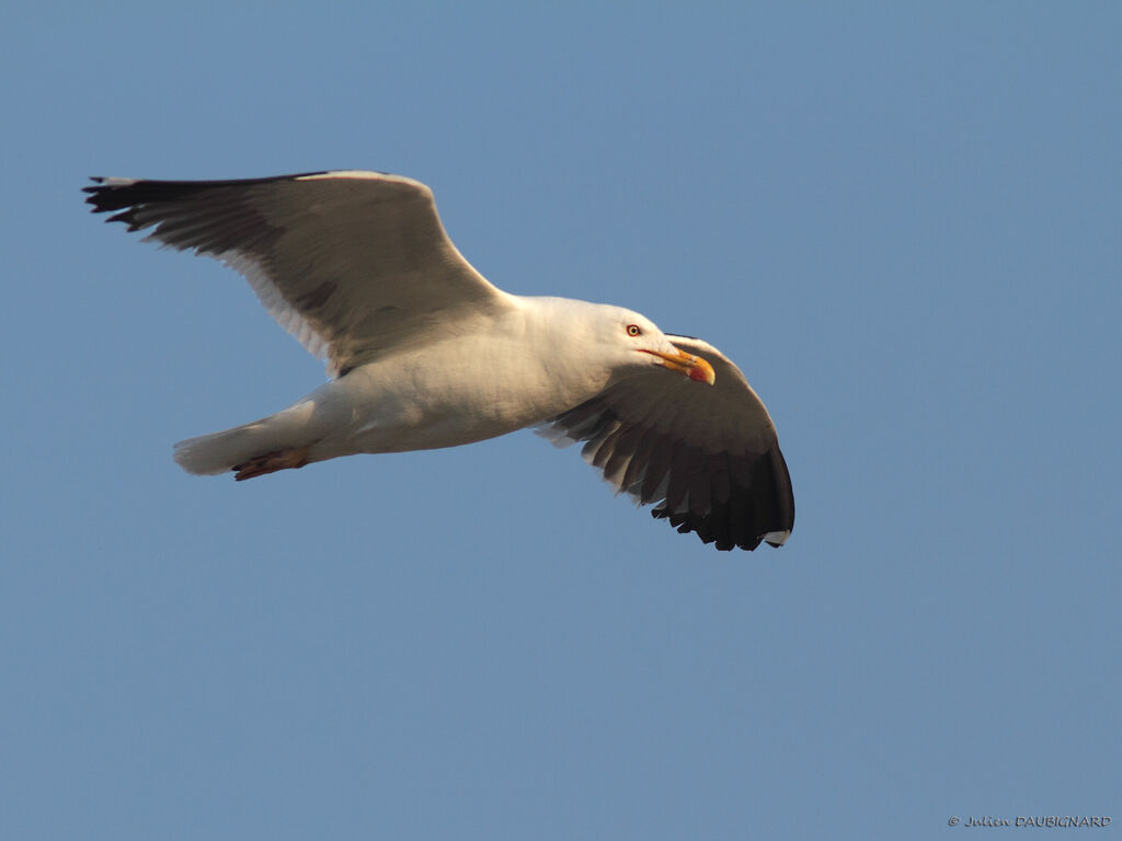 Lesser Black-backed Gulladult, Flight