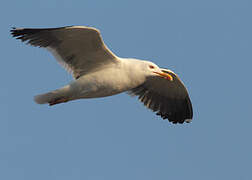 Lesser Black-backed Gull