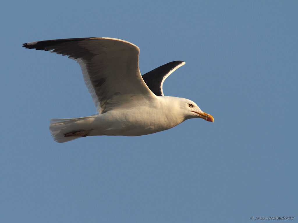 Lesser Black-backed Gulladult, Flight