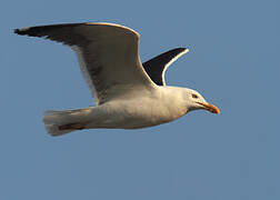 Lesser Black-backed Gull