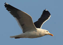 Lesser Black-backed Gull