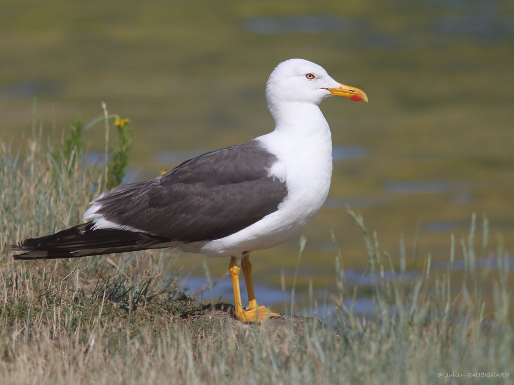 Lesser Black-backed Gulladult breeding, identification