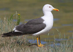 Lesser Black-backed Gull