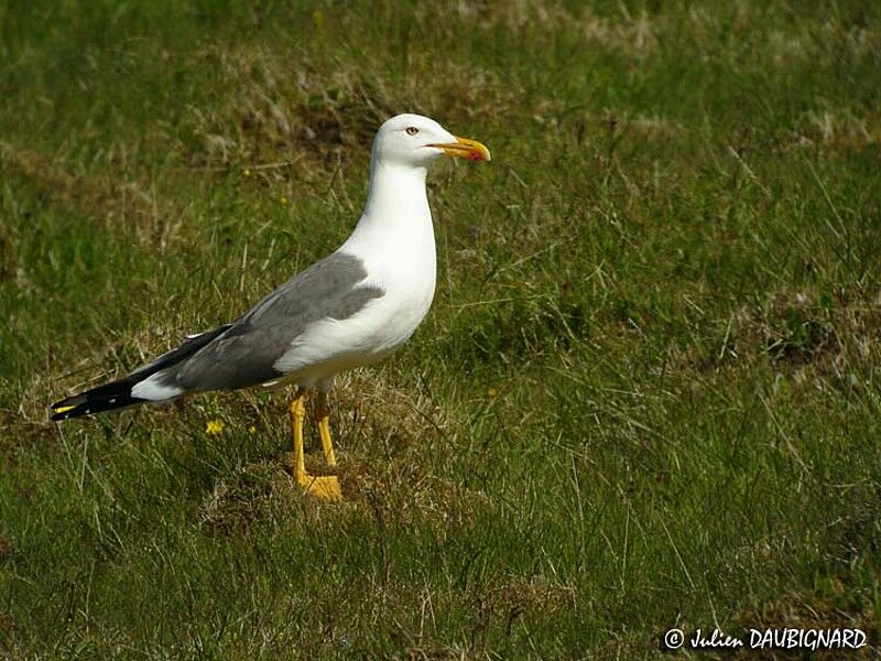 Lesser Black-backed Gulladult