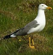 Lesser Black-backed Gull