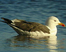 Lesser Black-backed Gull