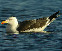 Lesser Black-backed Gull