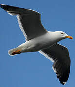 Lesser Black-backed Gull