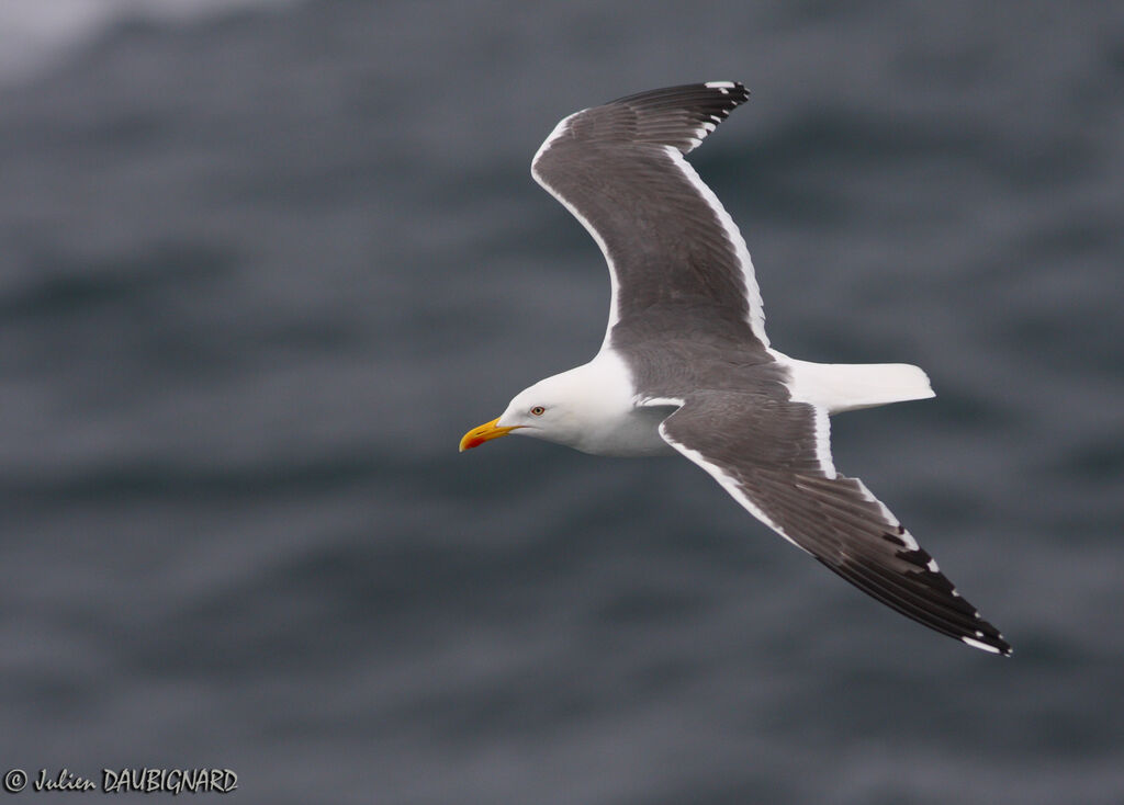 Lesser Black-backed Gulladult, Flight