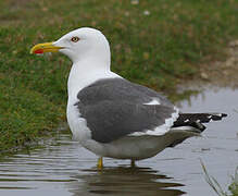 Lesser Black-backed Gull