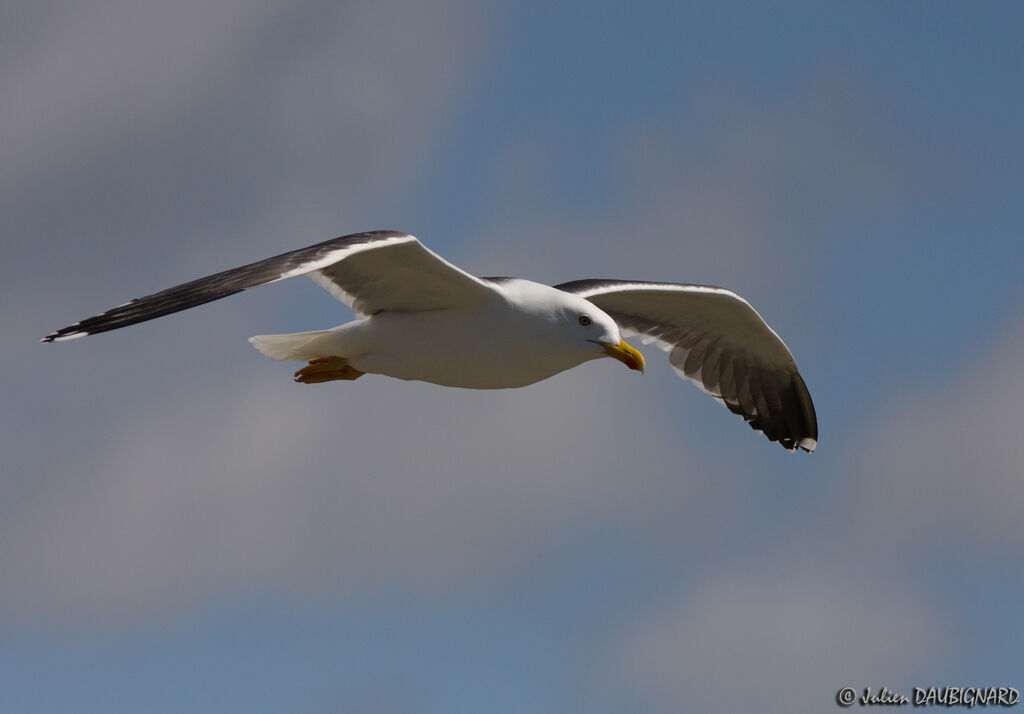 Lesser Black-backed Gulladult, Flight