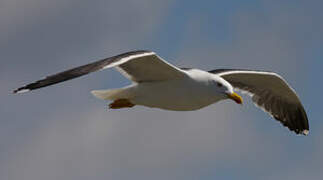 Lesser Black-backed Gull